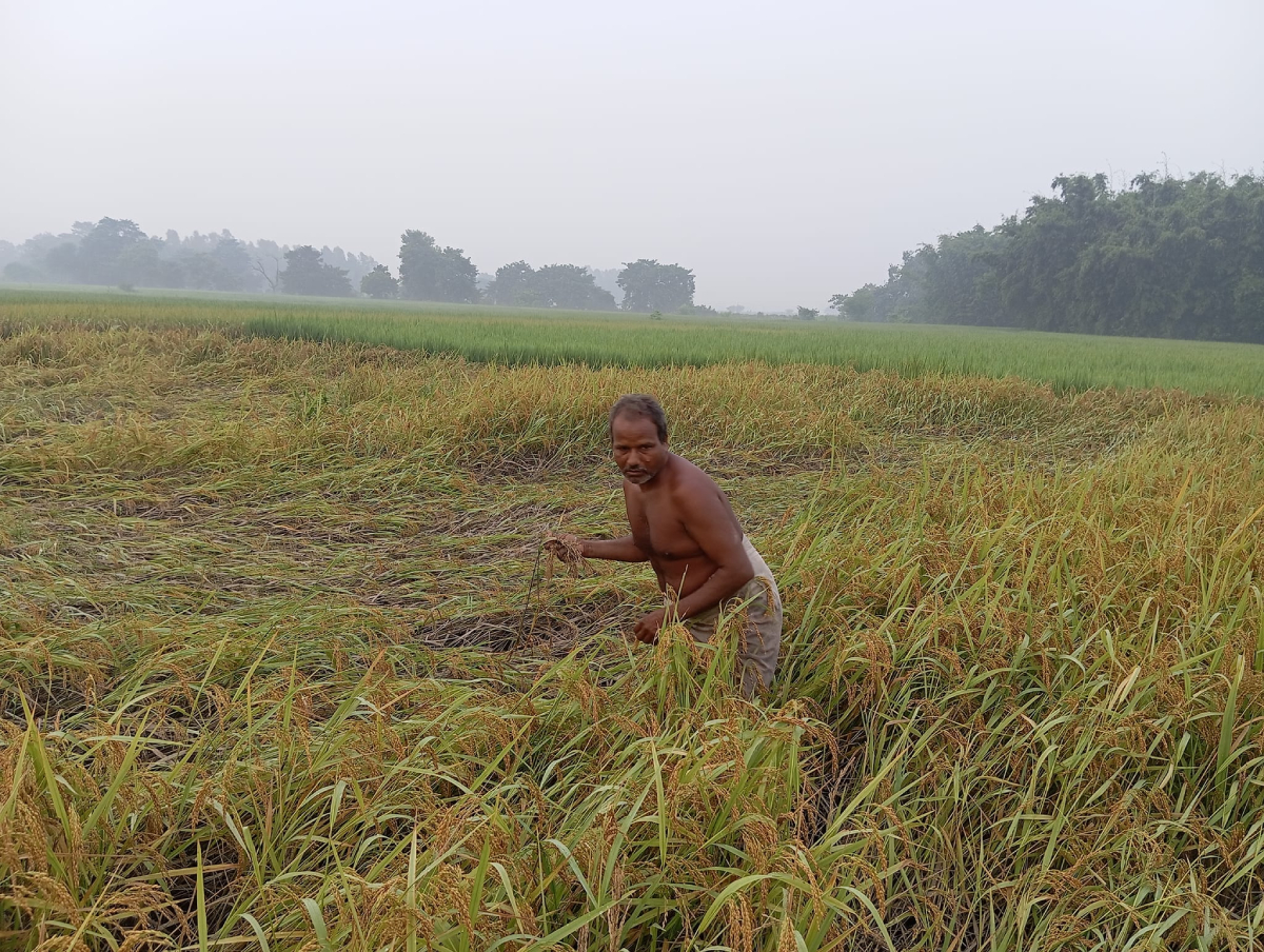 बाढीसँगै बग्यो धान बेचेर दसैँ मनाउने योजना