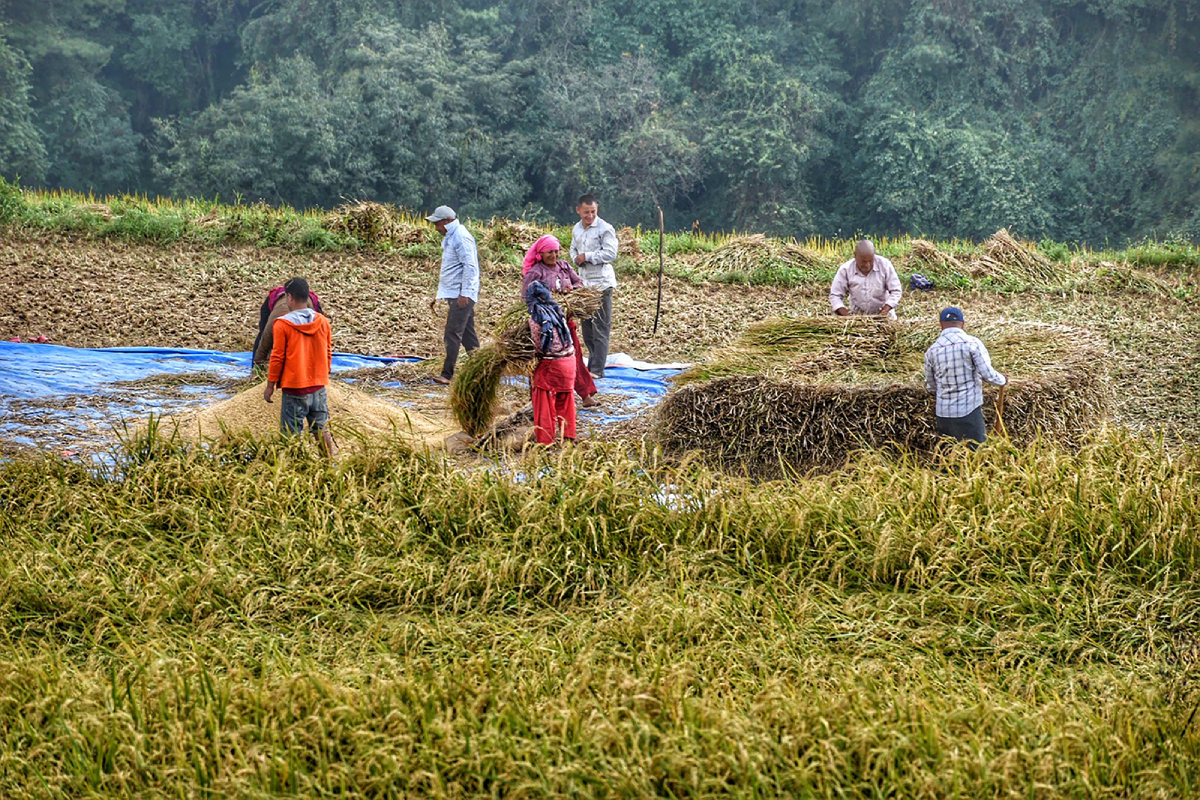 धान भित्र्याउने चटारोमा किसान [तस्बिरहरू]