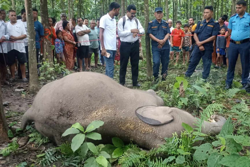 मोरङको बेलबारीमा हात्तीको छावा मृत फेला