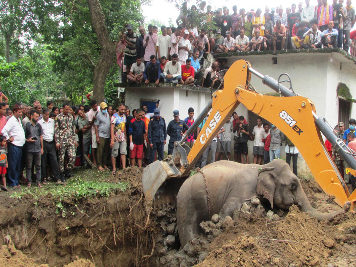 elephantdeath1692280440.jpg