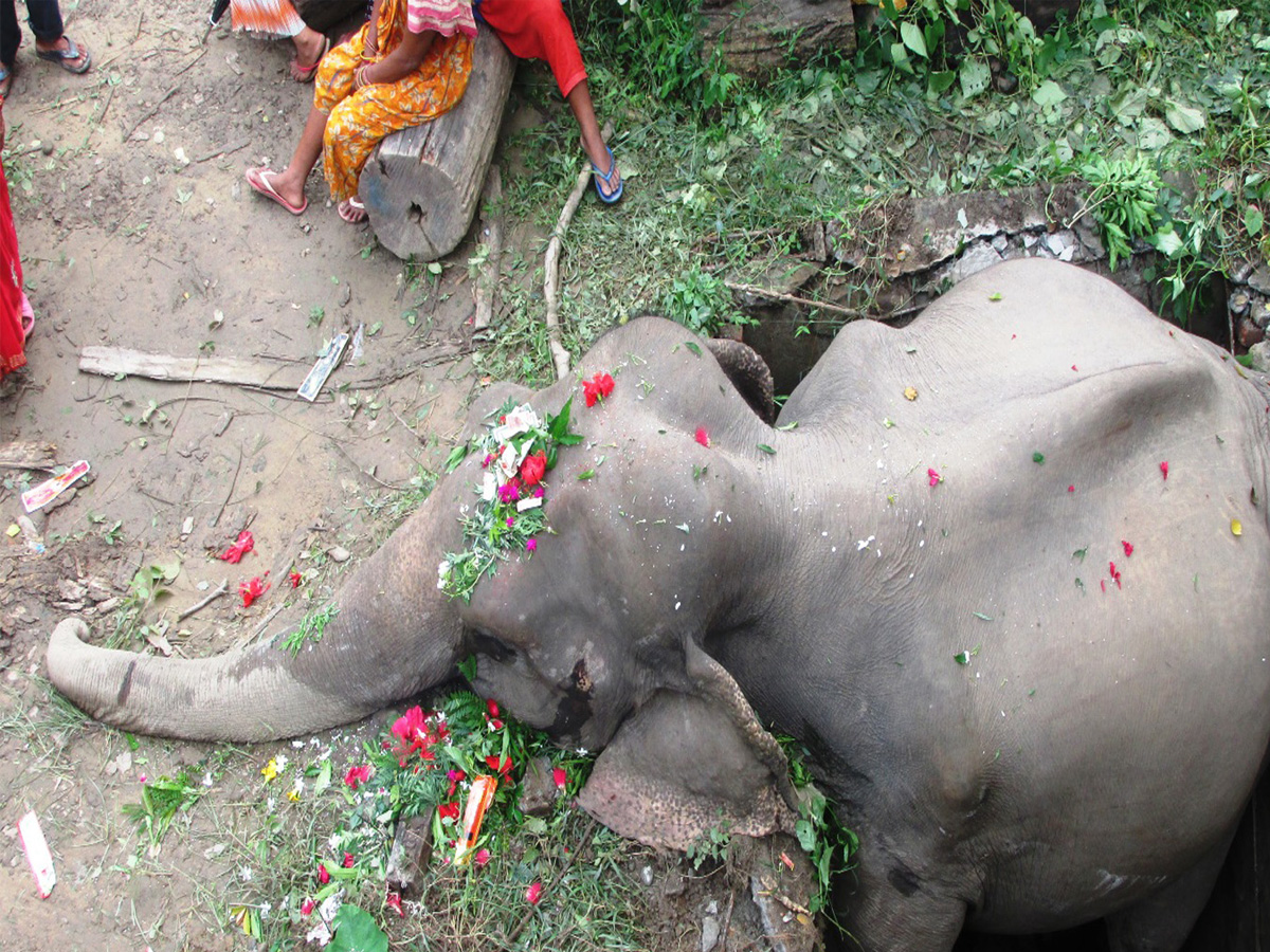 elephantdeaths1692280489.jpg