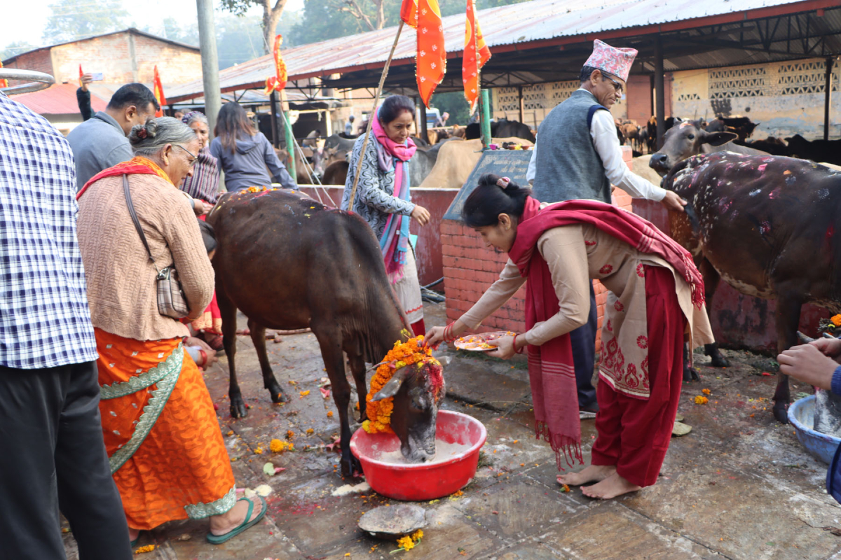 आज गोरु, गोवर्द्धन र हली पूजा