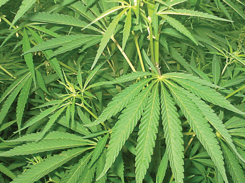 गाँजा खेती सम्भाव्यता अध्ययनका लागि कार्यदल गठन