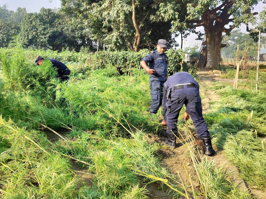 धनकुटामा ३० हजार बढी गाँजाका बोट नष्ट 