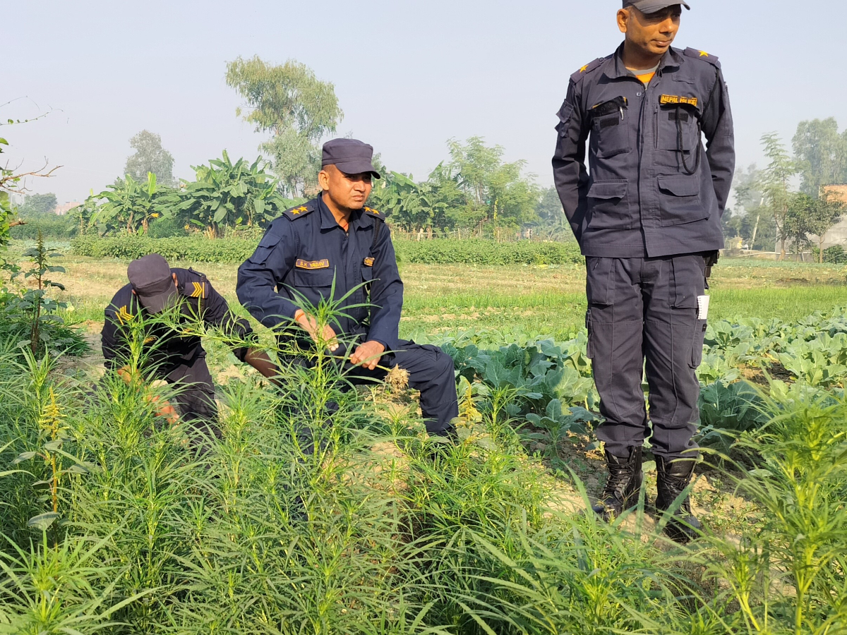 प्रहरीले गर्यो १२ कठ्ठामा लगाइएको गाँजा खेती फडानी