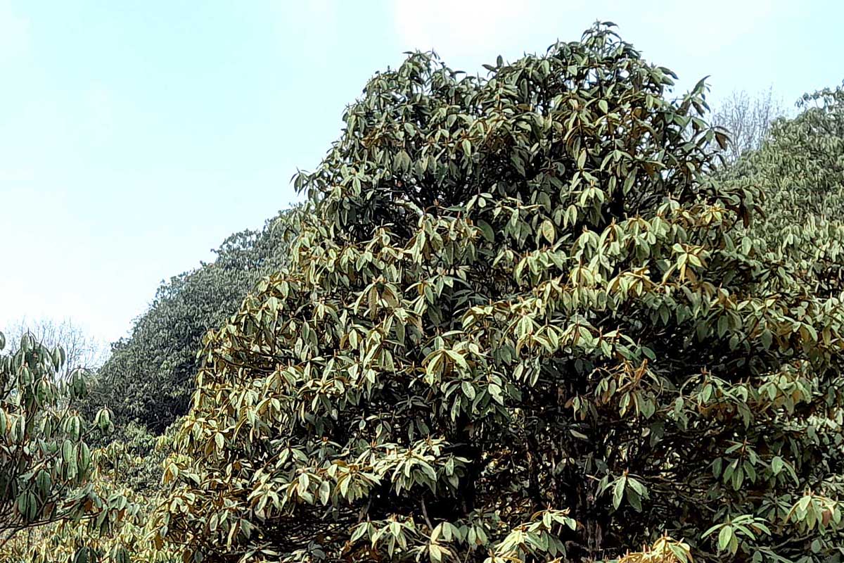 पाँचथरको सुकाढापमा यसवर्ष किन फुलेन गुराँस ?