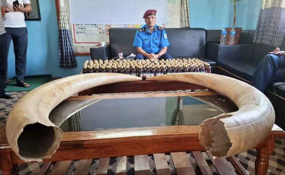 हात्तीको दाह्रासहित ठोरीबाट ३ जना पक्राउ