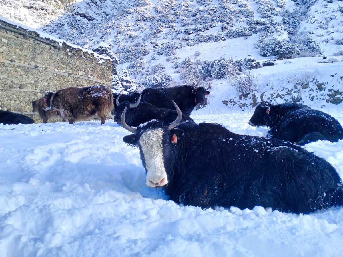 हिउँमा बसिरहेका चौंरी