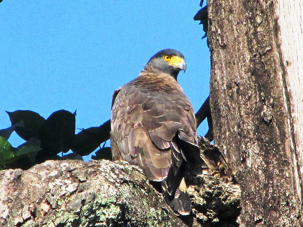 काकाकुल चरा