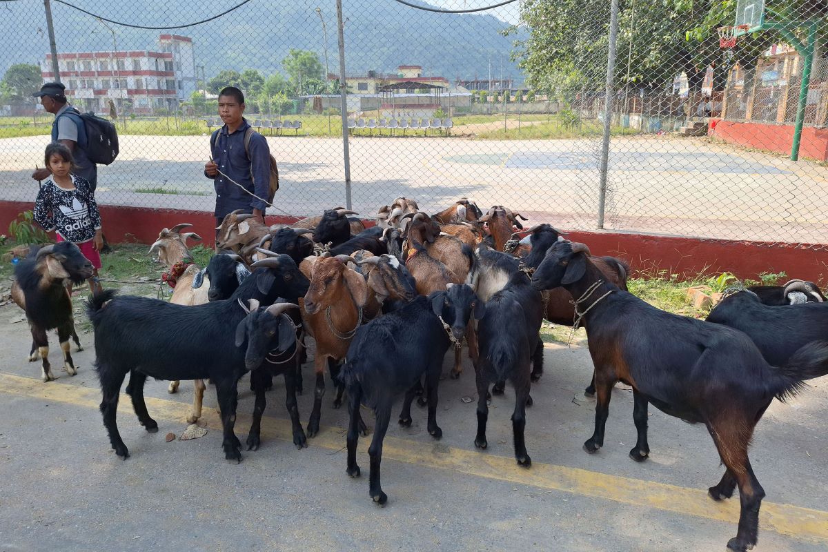 घट्यो खसी, च्याङ्ग्राको मूल्य