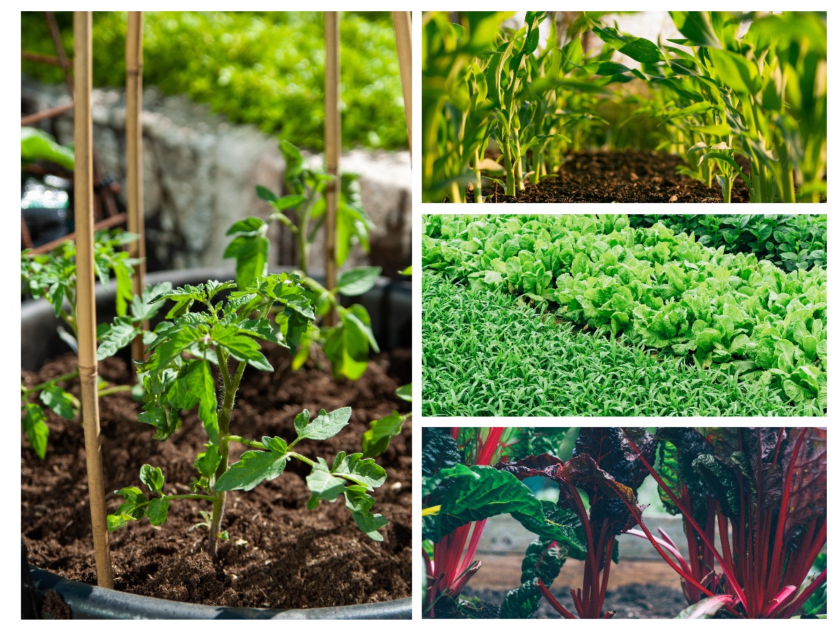 व्यावसायिक बन्दै गाउँका किसान