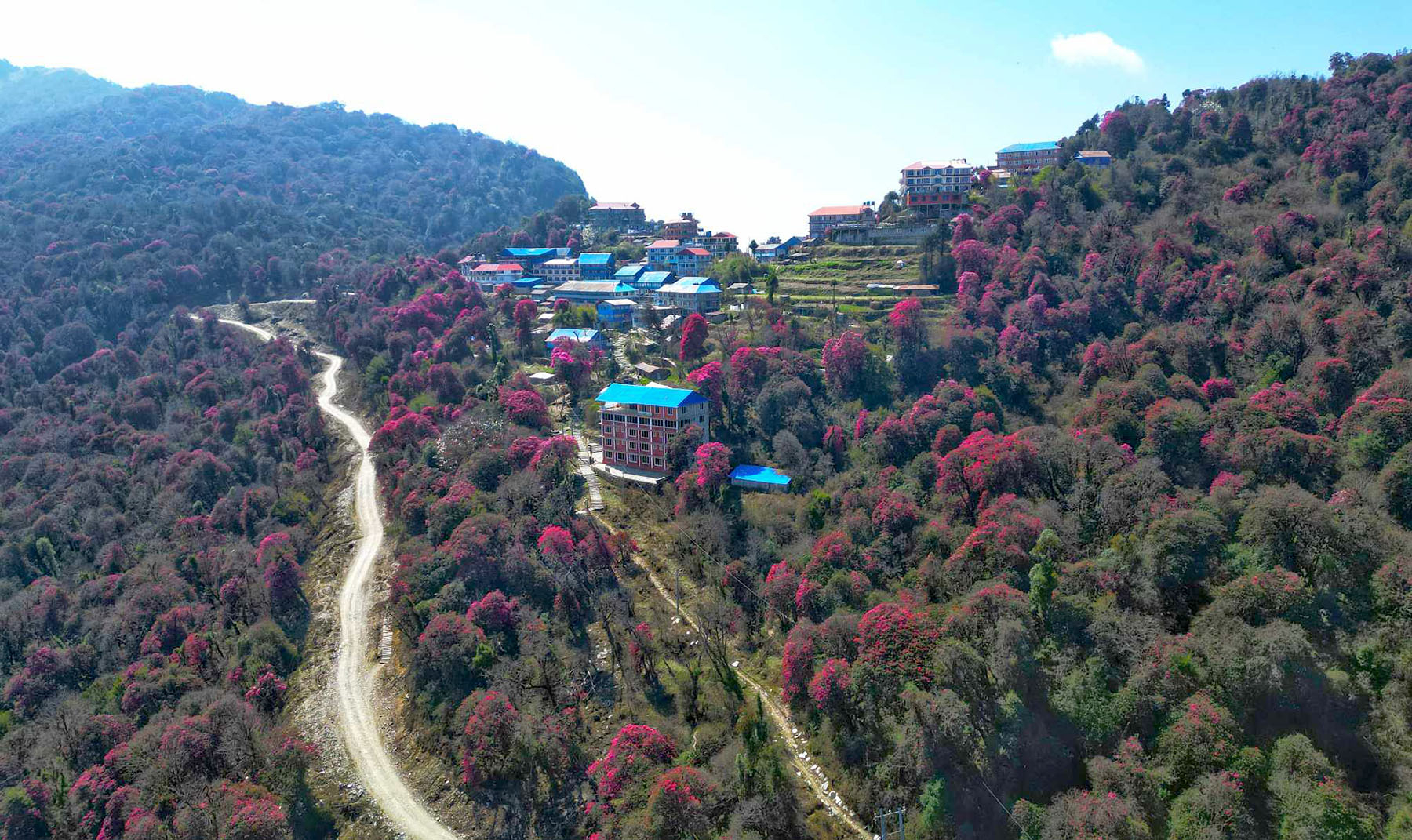 गुराँसै फुल्यो वनैमा...