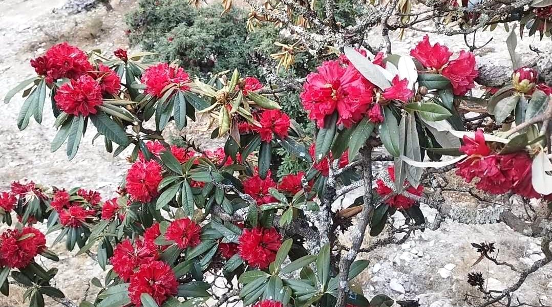 मुगुमा ढकमक्क फुलेको लालीगुराँस