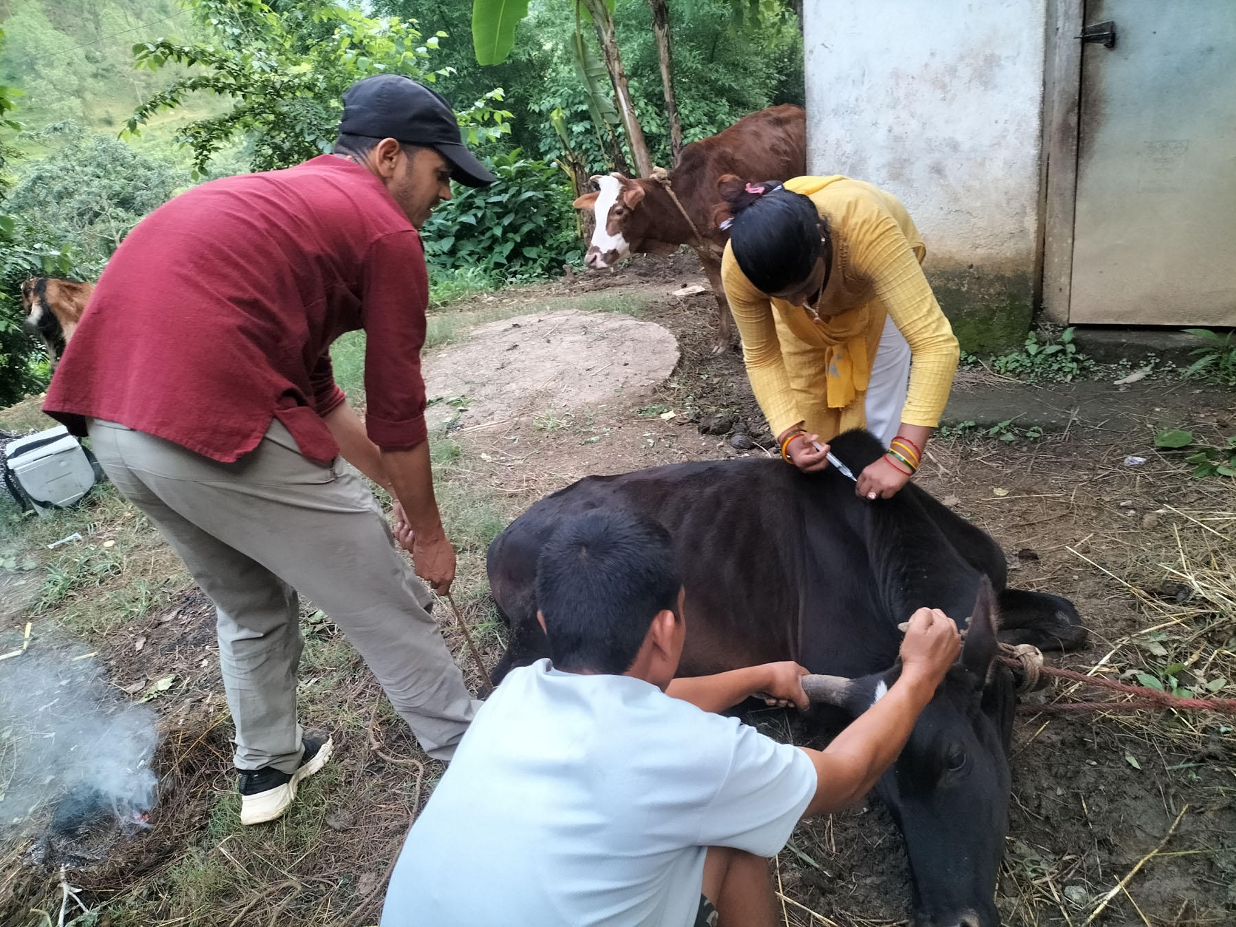 वस्तुभाउमा देखिने विभिन्न रोगविरुद्ध गण्डकीमा पूर्ण खोप कार्यक्रम सञ्चालन