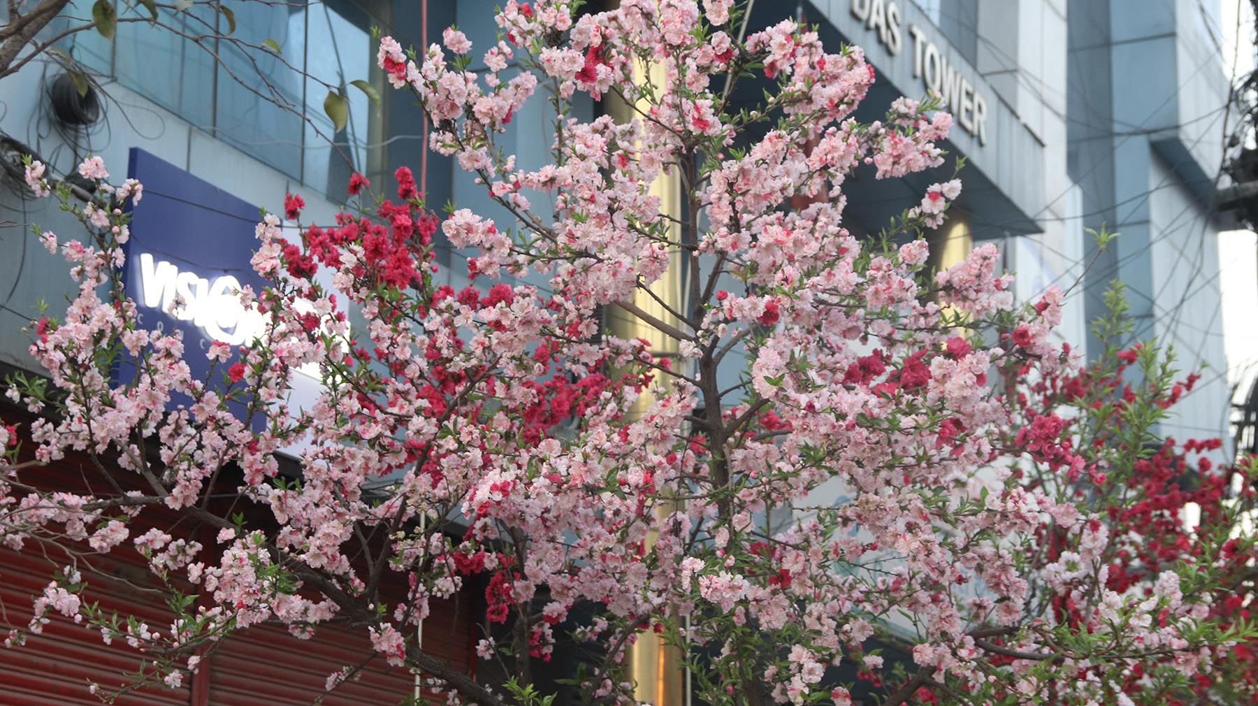 वसन्त ऋतुमा फूलको बहार    