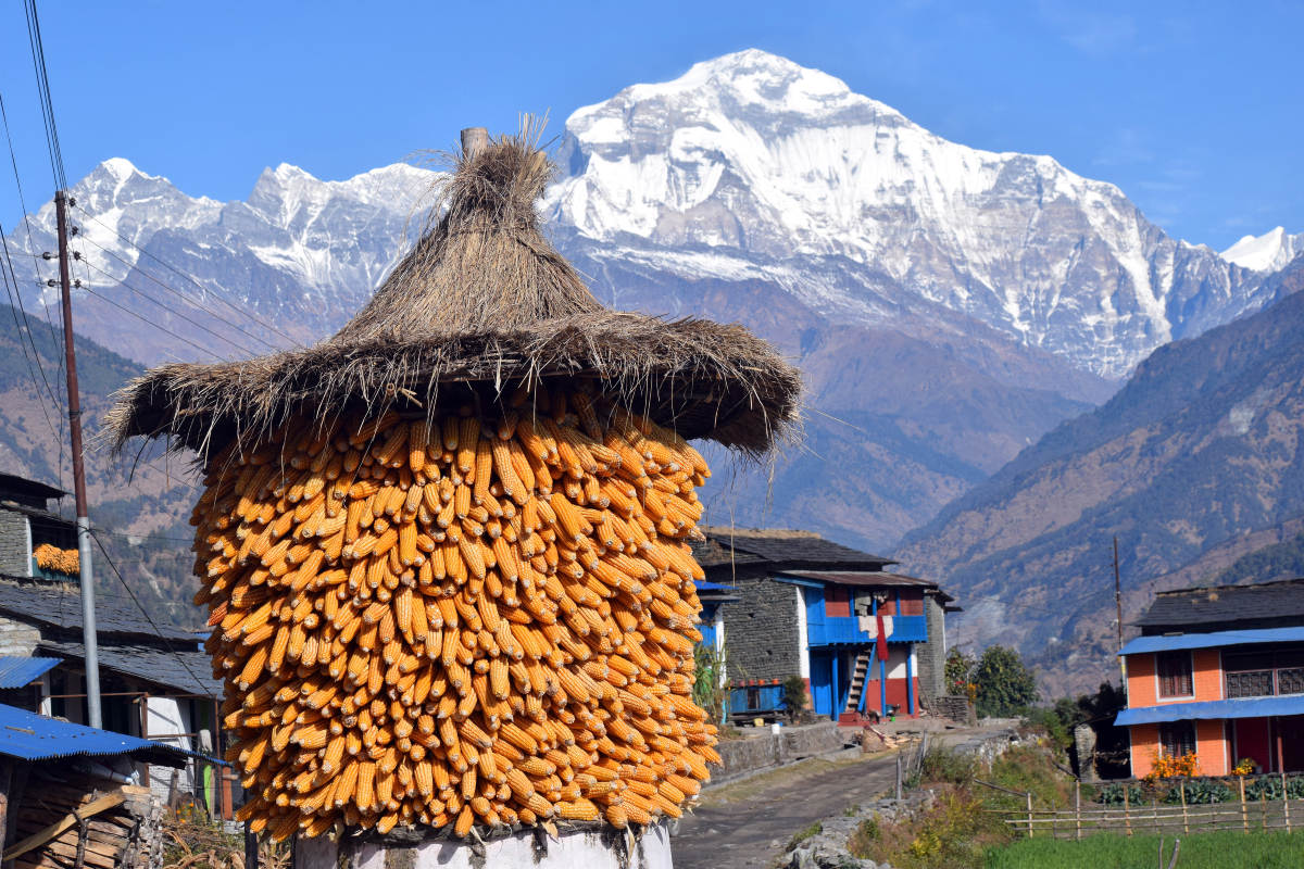 कर्णालीमा २३ हजार मेट्रिक खाद्यान्न अपुग