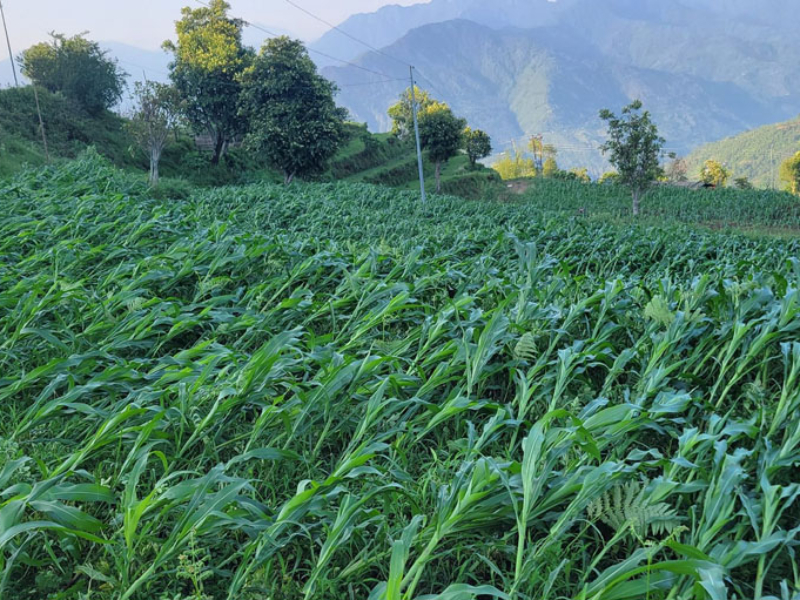 उत्पादन दिने बेला हुरीले ढाल्यो मकै 