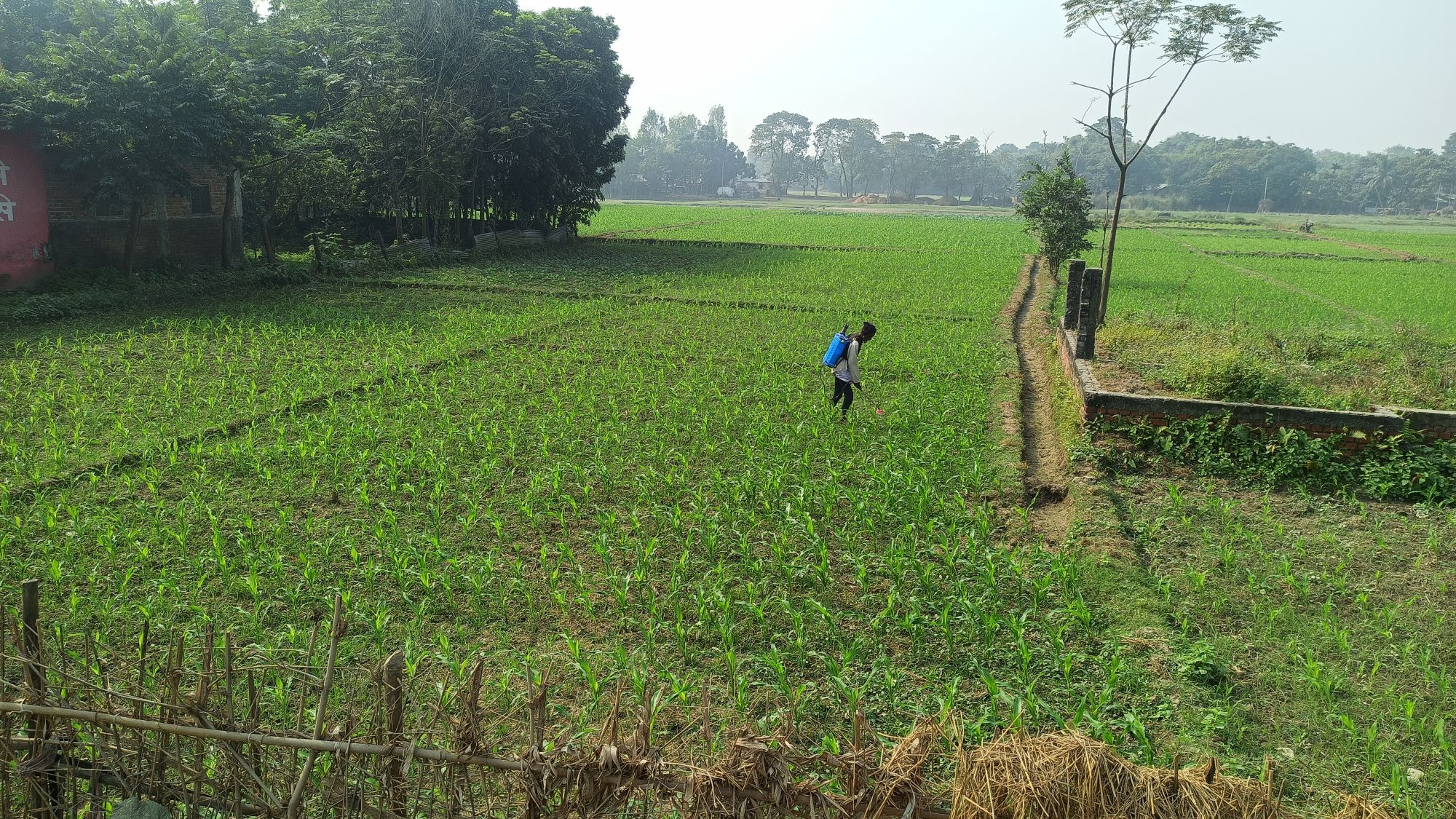 सुनसरीमा घट्दै गहुँखेती, बढ्दै मकैखेती