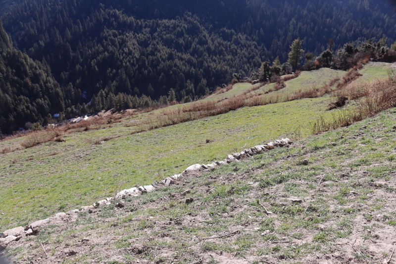 वर्षा र हिमपात नहुँदा सुक्दै हिउँदे बाली, चिन्तामा किसान