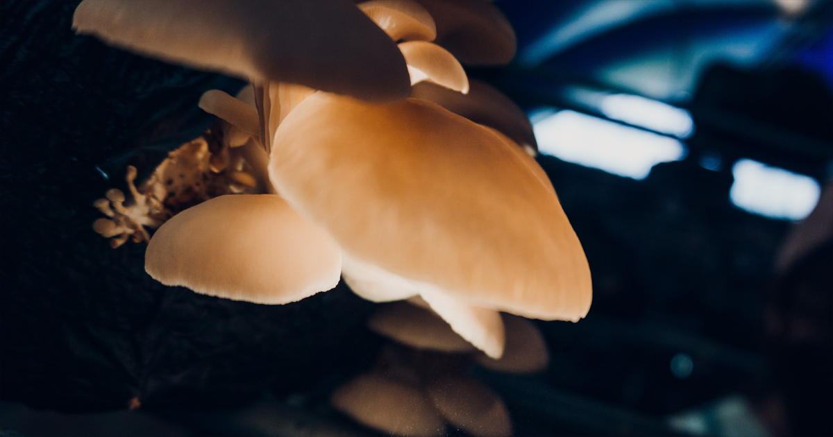 जाजरकोटमा जंगली च्याउ खाँदा एकको मृत्यु