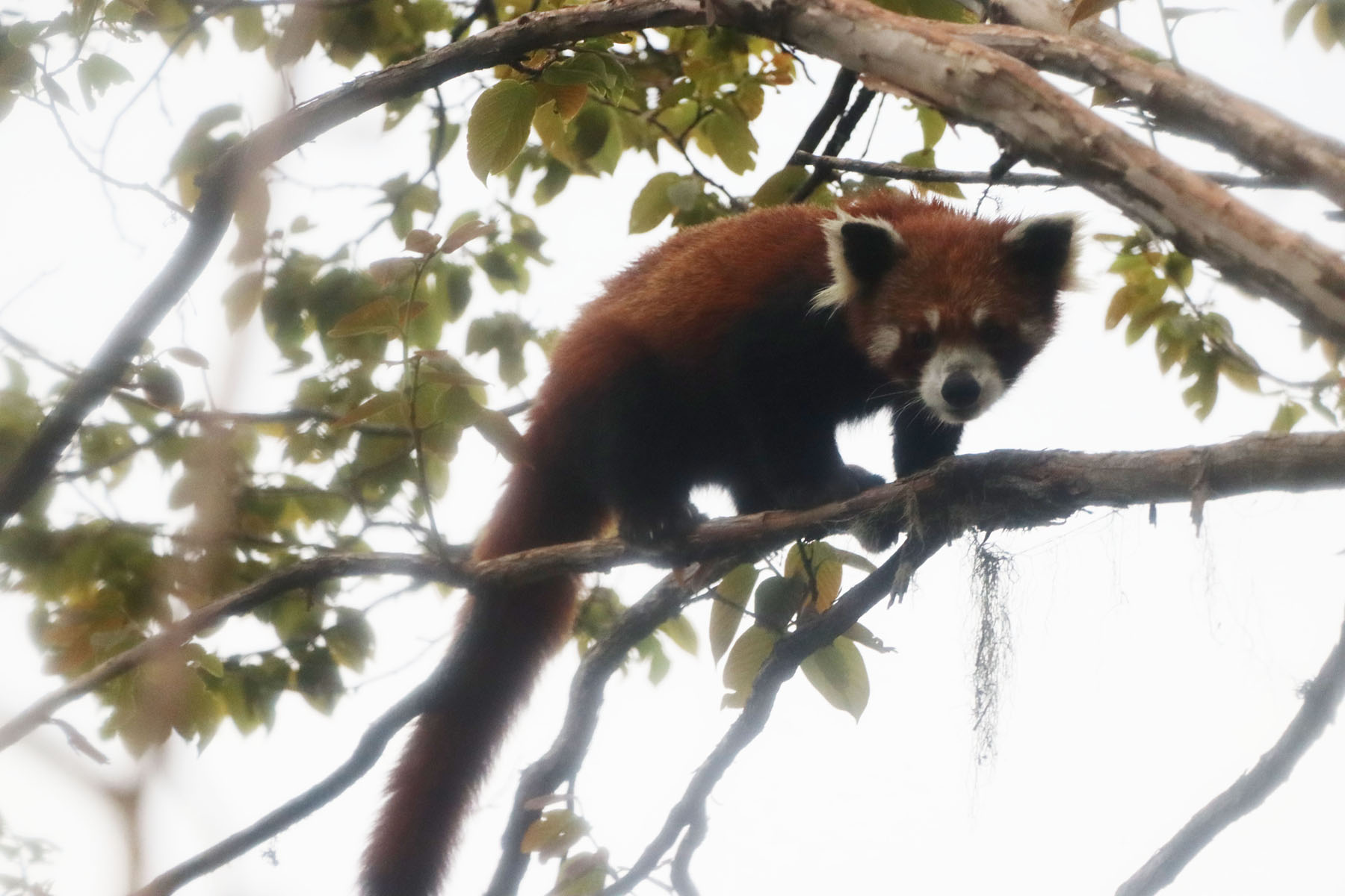 panda1684289596.JPG
