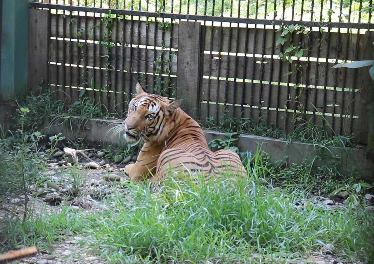 तीन महिनामा मरे तीन पाटेबाघ
