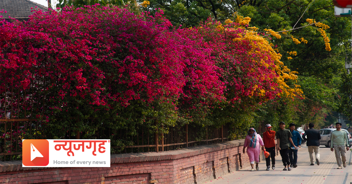 रंगीचंगी फूलले मनमोहक काठमाडौं