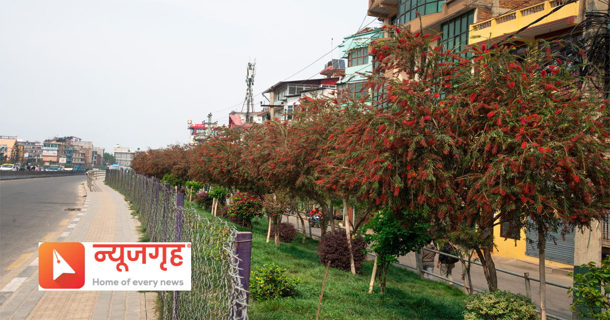 phool31681536404.jpg