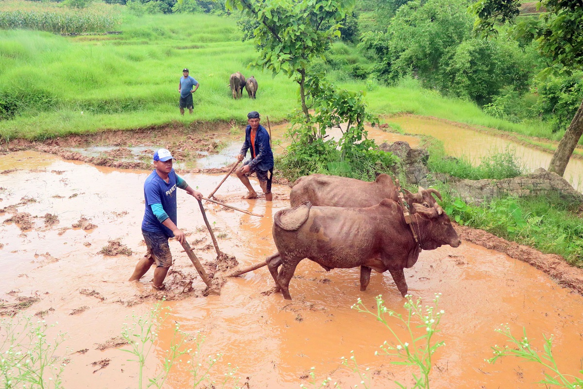 तनहुँमा गोरु पाल्ने कृषकलाई १० लाख अनुदान