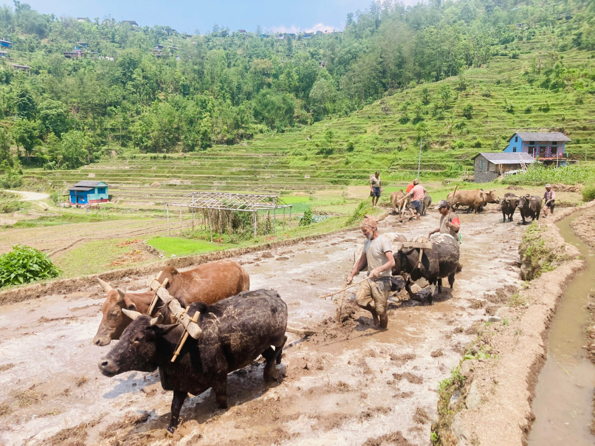 यस वर्षको रोपाइँ महोत्सव चितवनमा हुने