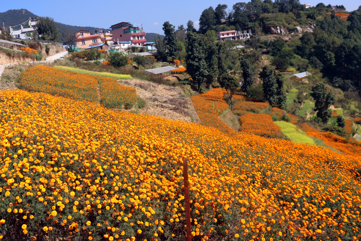 वर्षाले १५ करोड बराबरको फूलखेतीमा नोक्सान, तिहारमा मालाको भाउ बढ्न सक्ने