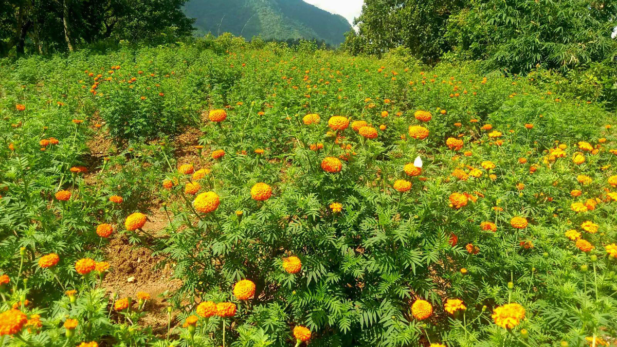 भक्तपुरमा ढकमक्क मखमली र सयपत्री