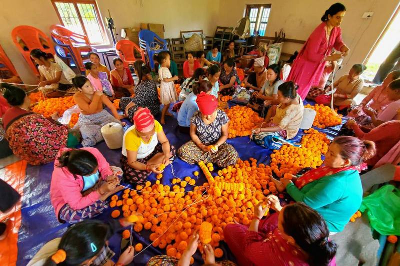  तनहुँमा उत्पादित सयपत्री कतार निर्यात