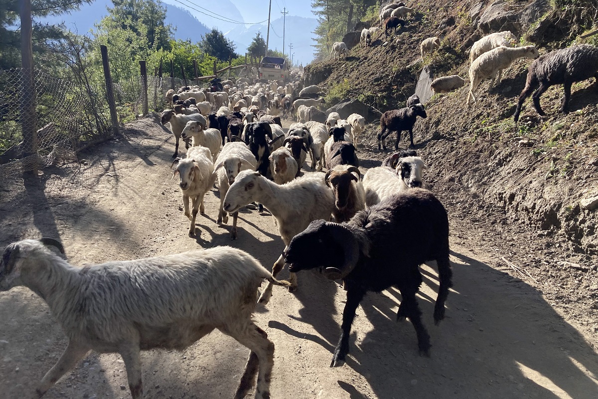 अज्ञात रोगले जुम्लामा २३ भेडा मरे