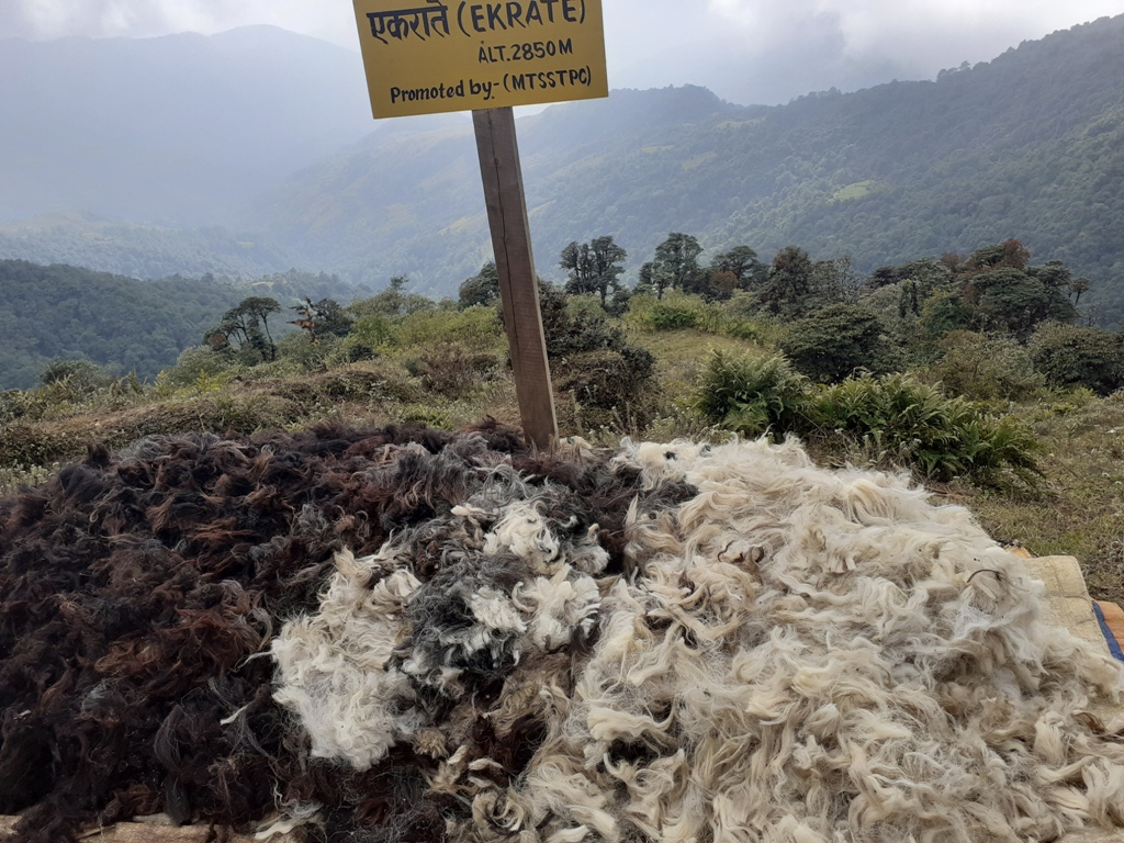 ऊन बिक्री नहुँदा भेडापालक किसान चिन्तामा