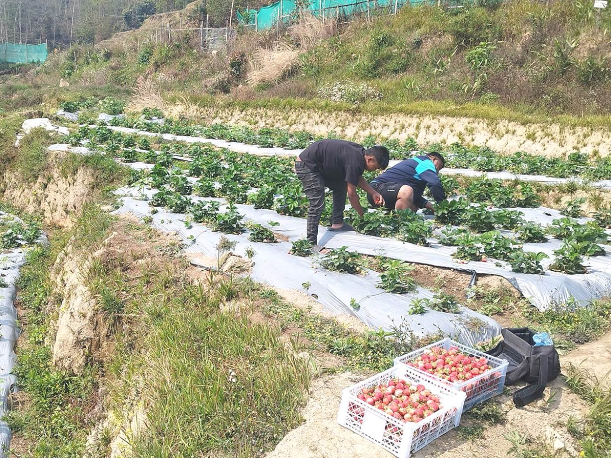 भोजपुरका किसान स्ट्रबेरी खेतीतर्फ आकर्षित