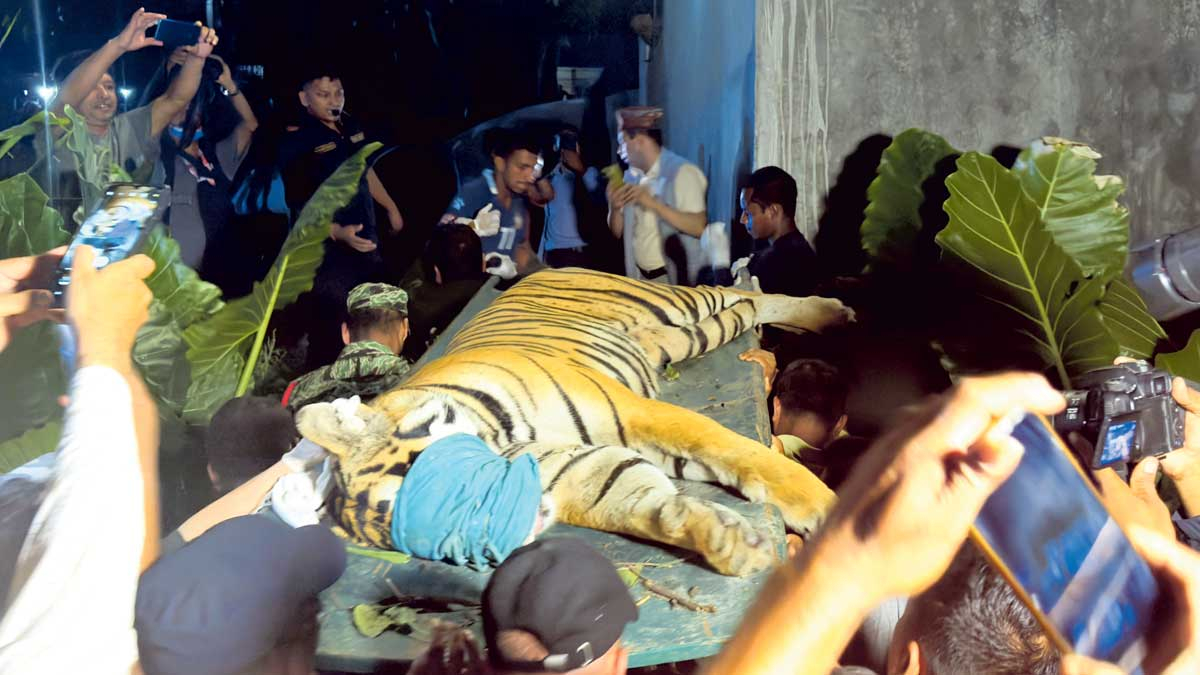 नारायणगढमा समातिएको बाघ निकुञ्जमा छाडियो