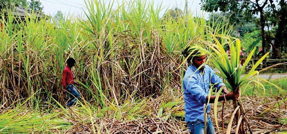 प्रतिक्विन्टल ७ सय १० रुपैयाँ समर्थन मूल्य तोक्न उखु किसानको माग