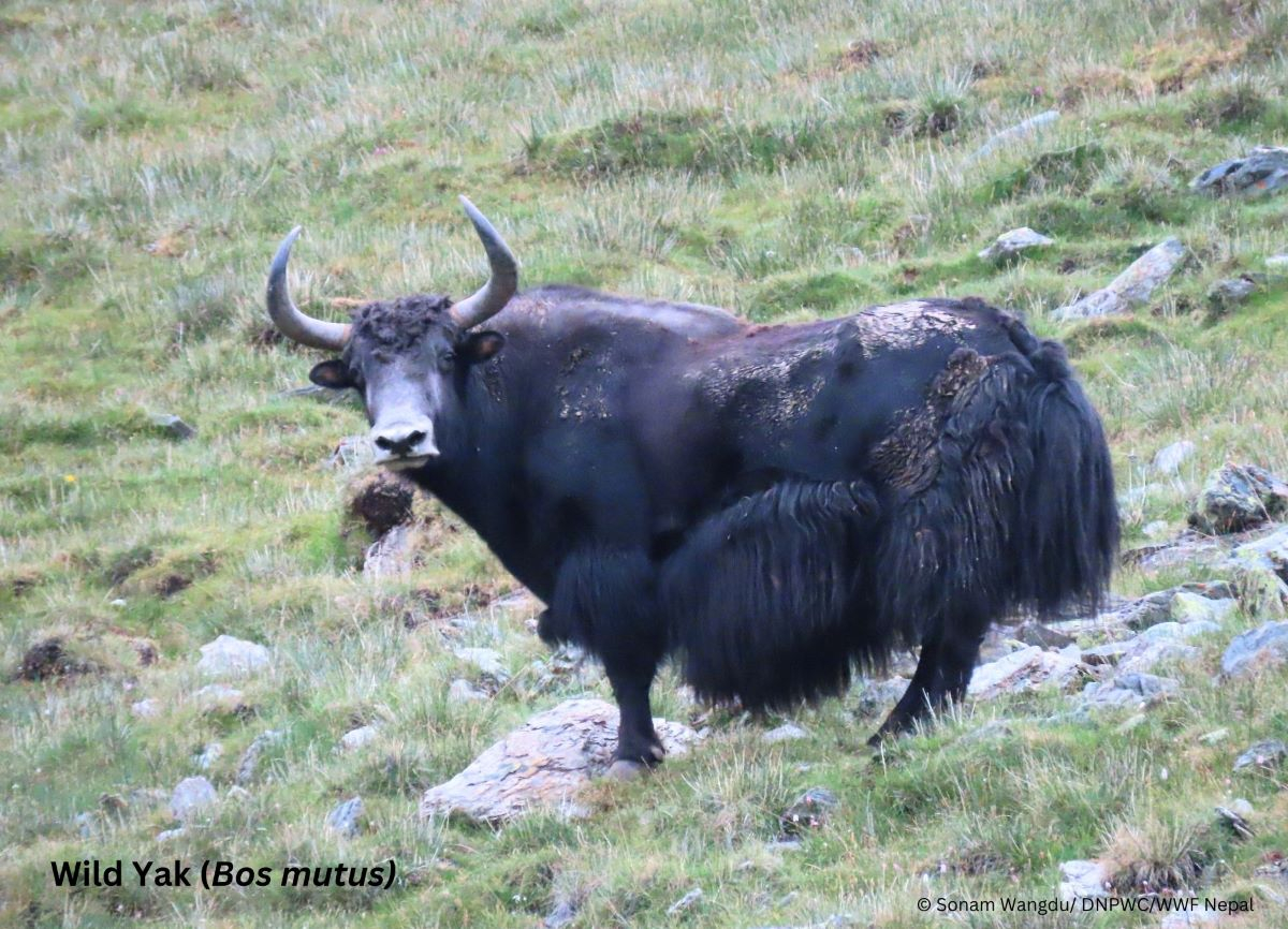 शे–फोक्सुन्डो राष्ट्रिय निकुञ्जमा भेटियो दुर्लभ जंगली याक